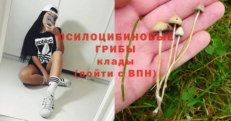 мега маркетплейс  Кущёвская  Псилоцибиновые грибы Psilocybe 